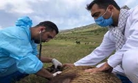 ارایه 20 میلیون خدمت رایگان به مناطق محروم از سوی جهاد دامپزشکی